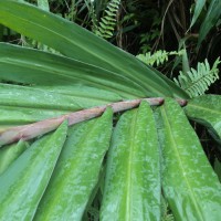 Hedychium coccineum Buch.-Ham. ex Sm.